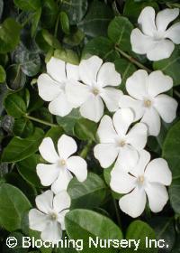 Vinca minor 'Alba'